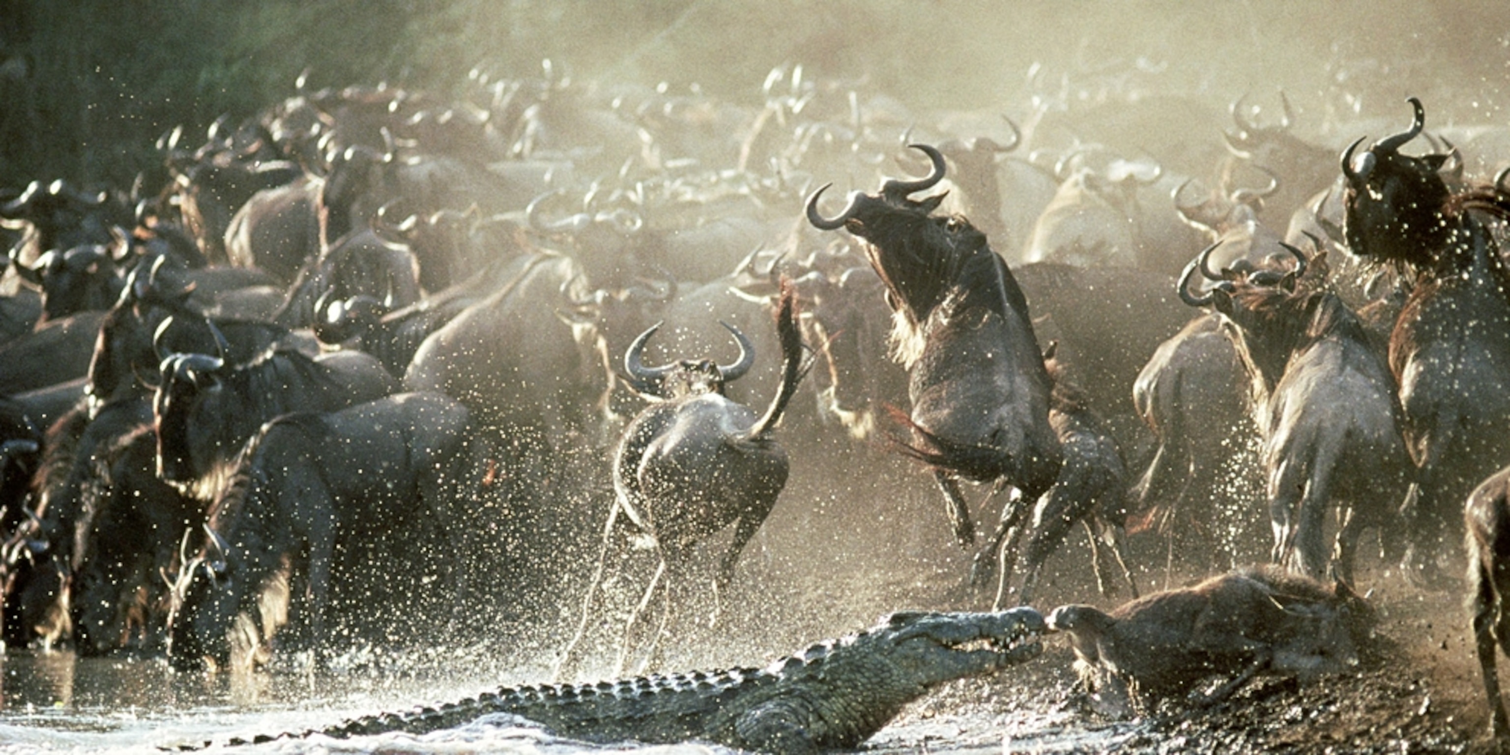 Tanzania’s Serengeti vs Kenya’s Masai Mara